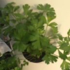 Parsley - Image 2
