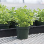 Cilantro - Image 2