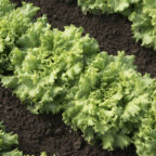 Lettuce, Summer Crisp Green