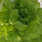Lettuce, Summer Crisp Green - Image 2