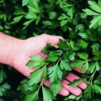 Parsley