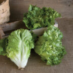 Escarole - Image 3